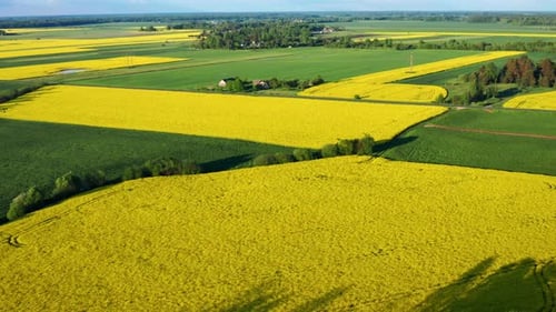 Yellow Blooming Rapeseed Fields On Sunny Summertime. Aerial Wide