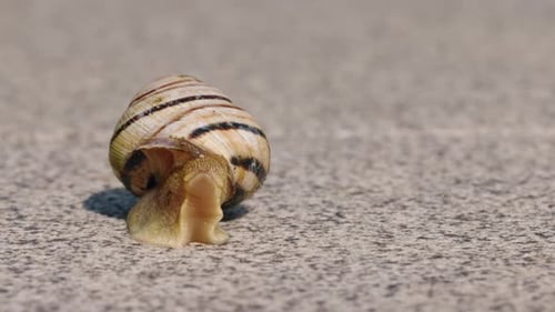 Closeup of a Snail Crawling on a Rough Surface Showing Details of Its Shell and Antennae in Sunlight