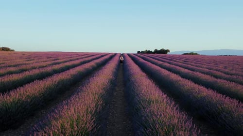Woman Run in Lavender Fields at Sunrise