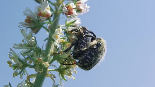 Close up of two black and white chafer beetles mating on blossoming plant against blue sky
