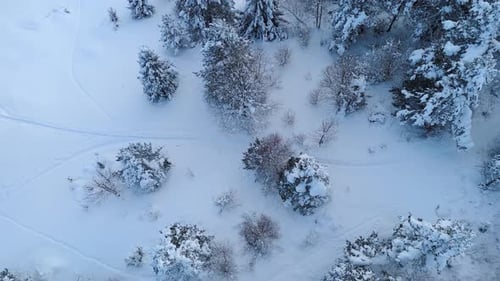 Aerial Top Down View of Person Walking on Snowy Trail in Winter Forest