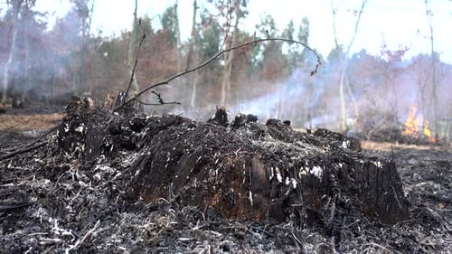 Smoke From A Fire In A Fir Forest