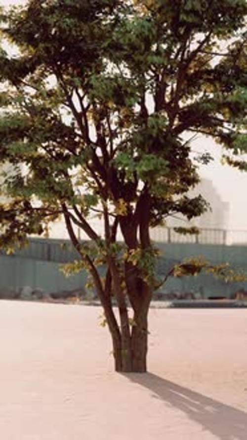 Small Tree Growing in Middle of Parking Lot