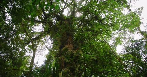 Massive ancient tree rising through dense Costa Rica rainforest canopy during summer travel