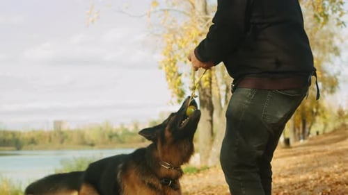 Man Owner is Playing with German Shepherd Dog in the Autumn Park Closeup Purebred Dog Pet Walking in