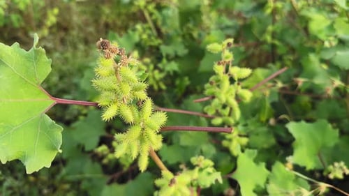 Gros plan d'une plante de cocklebur commun (Xanthium strumarium)