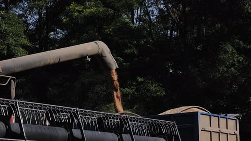 Unloading the Combine Harvester Harvest Season Work in the Field Unloading of Grain By a Screw