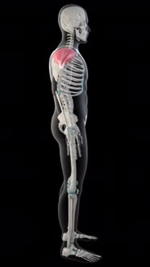3D Human Skeleton Rotation with Highlighted Deltoid Muscles