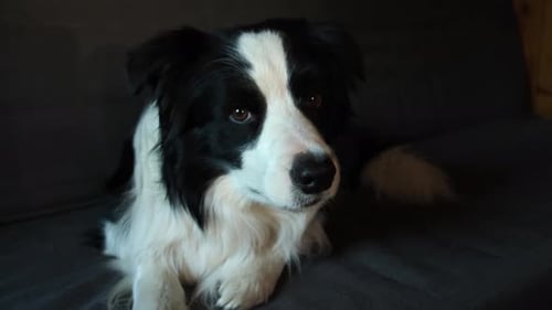 Lustiges Porträt eines Hundewelpen Border Collie, der drinnen auf der Couch liegt