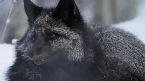 Silver Fox in Yukon’s Deep Winter Forest: A Stealthy Predator with Thick Fur