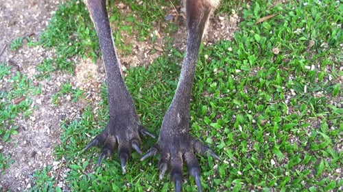 Plan rapproché filmé à la main, de la patte au corps, d'un macropode de taille moyenne, un wallaby posé sur le