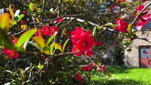 Striking close-up: a vibrant red blossom blooming on a quince tree. Capturing the essence of springt