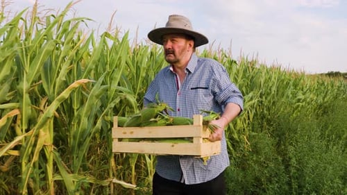 Farmer Gathers Fresh Corn Harvest in Lush Green Field on Sunny Day