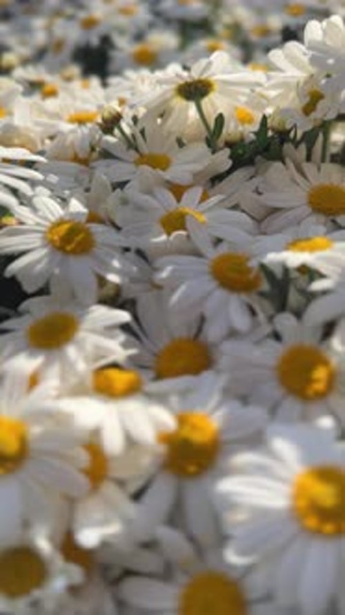 White Daisies Blooming in a Summer Field
