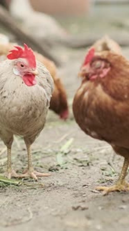Several Chickens Featuring Various Colors and Patterns are Actively Foraging on the Ground in a