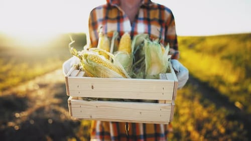 Caucasian Young Beautiful Woman Farmer Walks Through Field and Carries in Hands Box with Harvested