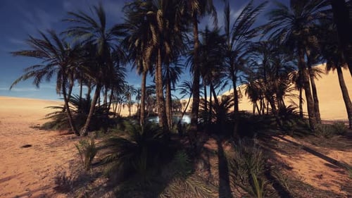 Calm Desert Vista Highlighting Expansive Dunes and Shadowy Trees at Sunset