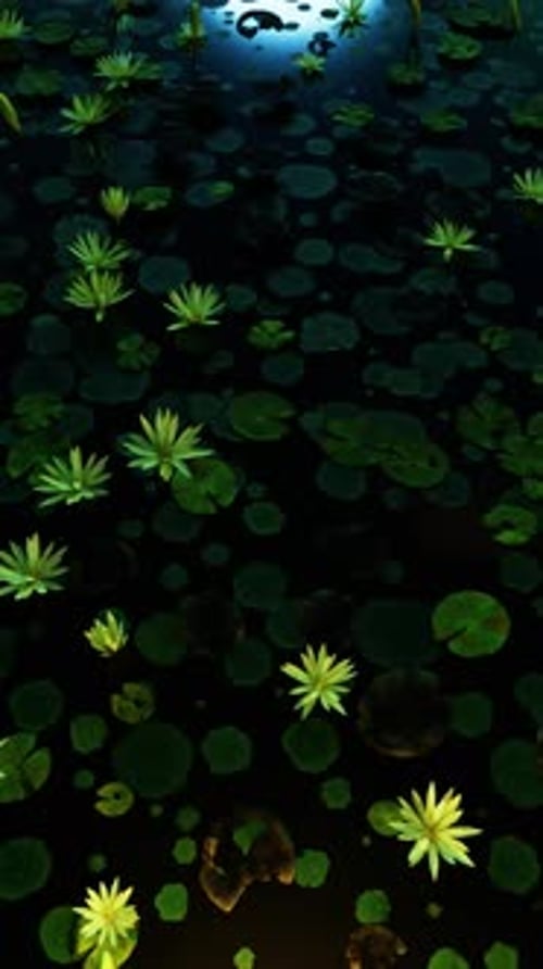 Lotus In The Pond At Night 02 HD