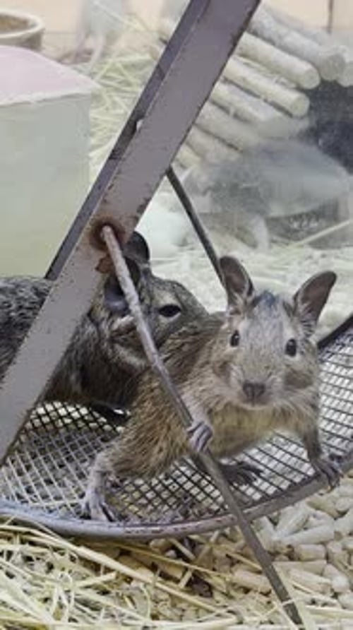 Degus Running in an Exercise Wheel