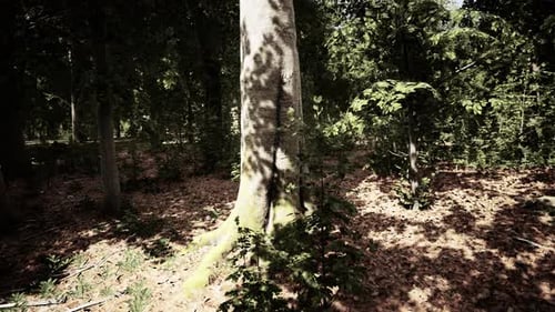 Sun Beams Through Thick Trees Branches in Dense Green Forest
