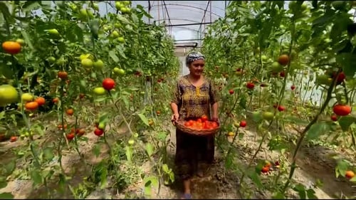 Woman Harvesting Ripe Tomatoes in Greenhouse