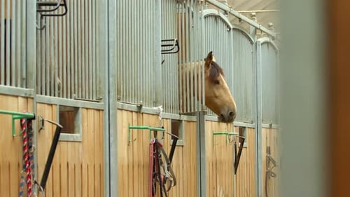 Stallion at the Stable