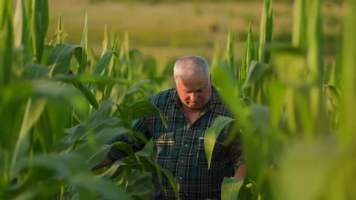Farmer Inspecting Crops in Cornfield on Sunny Day