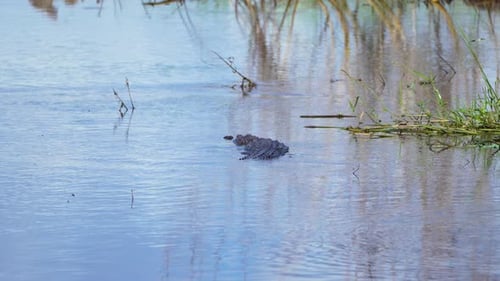 Alligator in Florida Natural Environment Swimming in Wetland Water Reptilian Predator Native to USA
