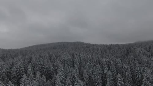 Snow Covered Trees in a Forest with Moving Mist and Beautiful Light Aerial Birds Eye View Winter