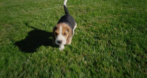 A Funny Thoroughbred Beagle Puppy Runs on the Green Grass Tracking Slow Motion Video