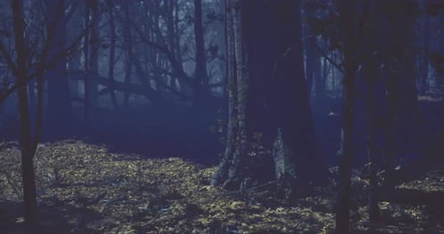 Mysterious Forest Illuminated By Moonlight Creates an Eerie Atmosphere
