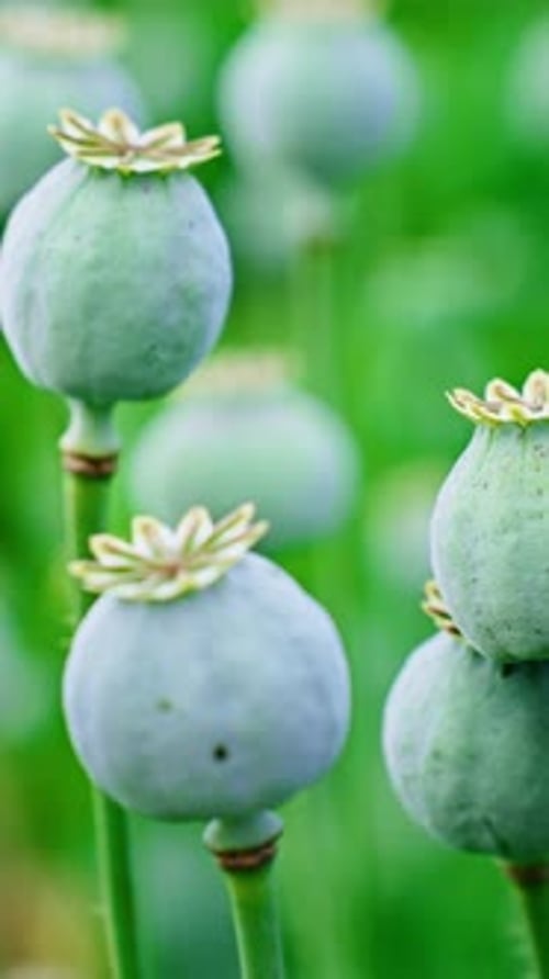 Découvrir la beauté des fleurs de pavot dans un champ verdoyant en été