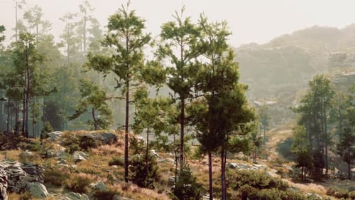 A Dense Forest with Towering Trees and Scattered Rocks