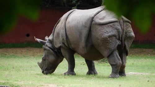 A zoo enclosure with a rhinoceros. Wild rhinoceros pictured in photo