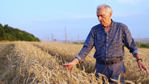 Old Caucasian farmer touches the ears of ripe wheat growing in the field.