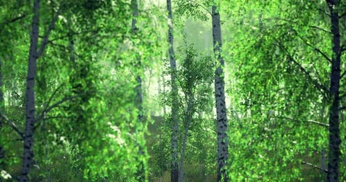 Lush Green Birch Trees in a Serene Forest During Morning Light