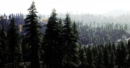 Lush Forest Landscape with Towering Trees and Misty Backdrop in Daylight