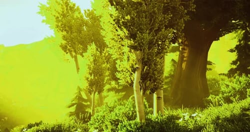 Majestic Trees Illuminated By Golden Sunlight in a Tranquil Forest Setting