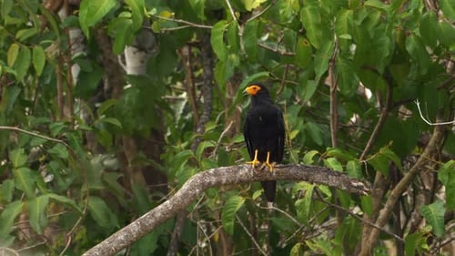 Anmutiger Start von Black Caracara in Guyana