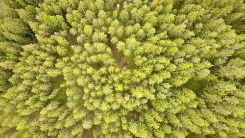 Aerial View of Green Pine Forest with Canopies of Spruce Trees in Summer Mountains