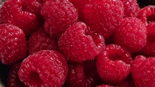 Delicious Fresh Raspberries Zooming In for Detail