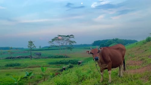 Brown Cow Grazing in a Rural Field at Sunset
