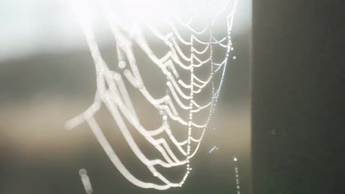 Spider web in the morning backlit by the morning sun