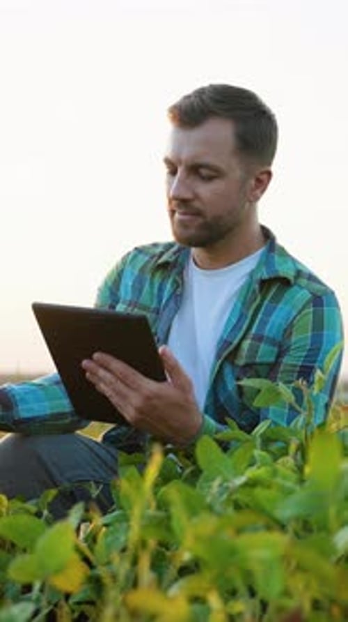 Man Checks Crops with Tablet Device in Field