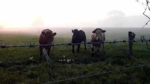 Cows Grazing in Foggy Pasture at Sunrise