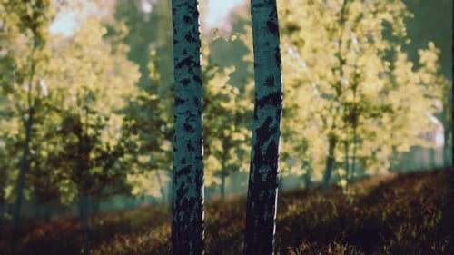 Ethereal Sunlight Filters Through Birch Trees in Misty Forest