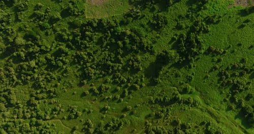 Lush green landscape of Arauca, Colombia with dense foliage, aerial view