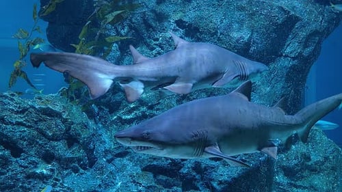 Closeup of Great White Shark Swimming Underwater Carcharodon Carcharias