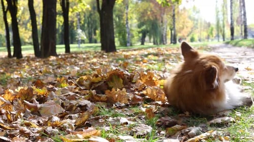 Corgi Fluffy Autumn On A Walk 2