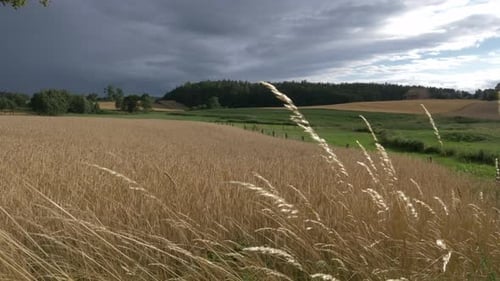 Goldene Weizenstiele wehen sanft im Wind auf einem riesigen landwirtschaftlichen Feld. Ein dramatisch, stürmischer Himmel
